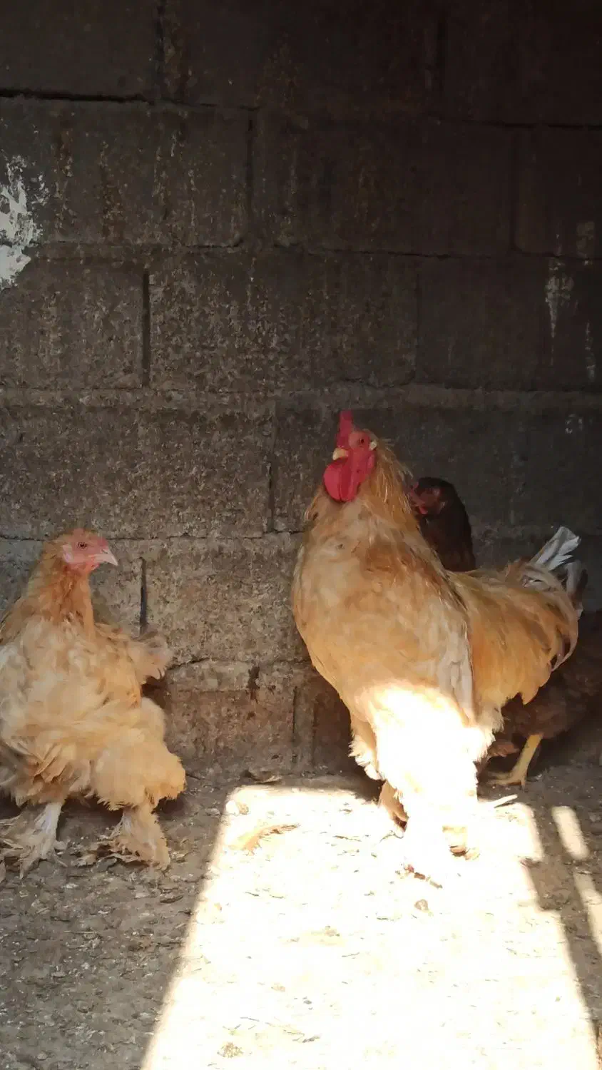 تعدادی مرغ و خروس و جوجه برهما|حیوانات مزرعه|طارم, |دیوار