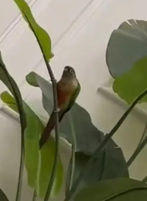 گمشده طوطی گرینچیک|حیوانات|ری, شهید بهشتی|دیوار