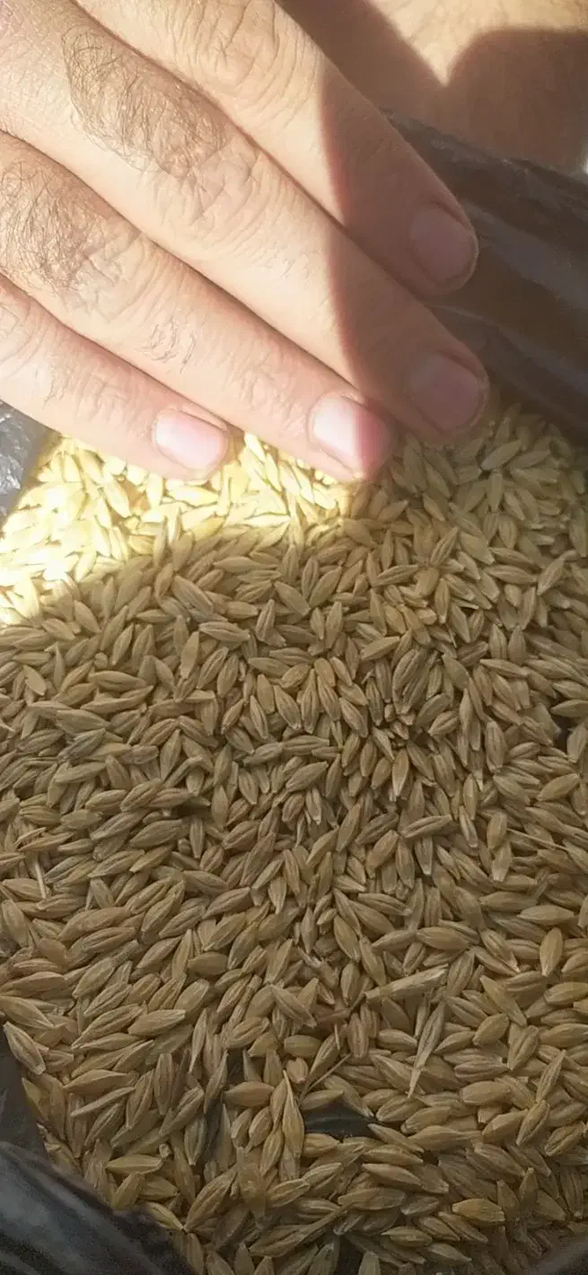 جو آبی|خدمات باغبانی و درختکاری|خرم‌آباد, |دیوار