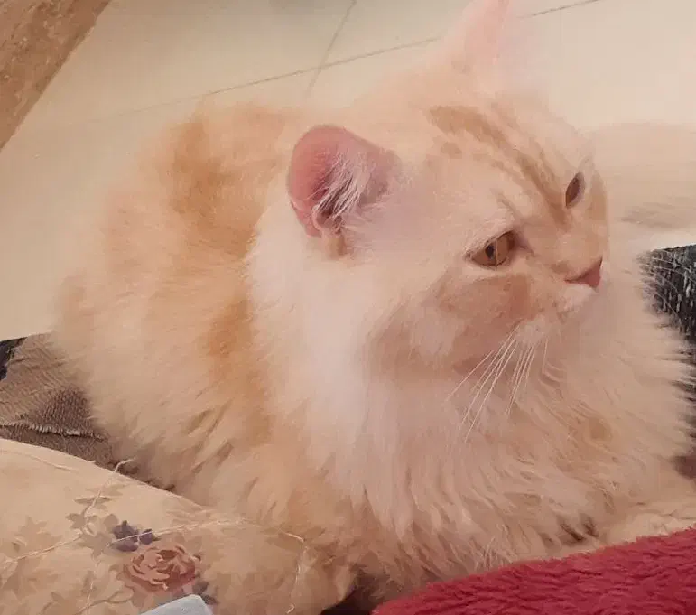 اسکاتیش پرشین نر جهت جفت گیری|گربه|اهواز, کمپلو شمالی|دیوار