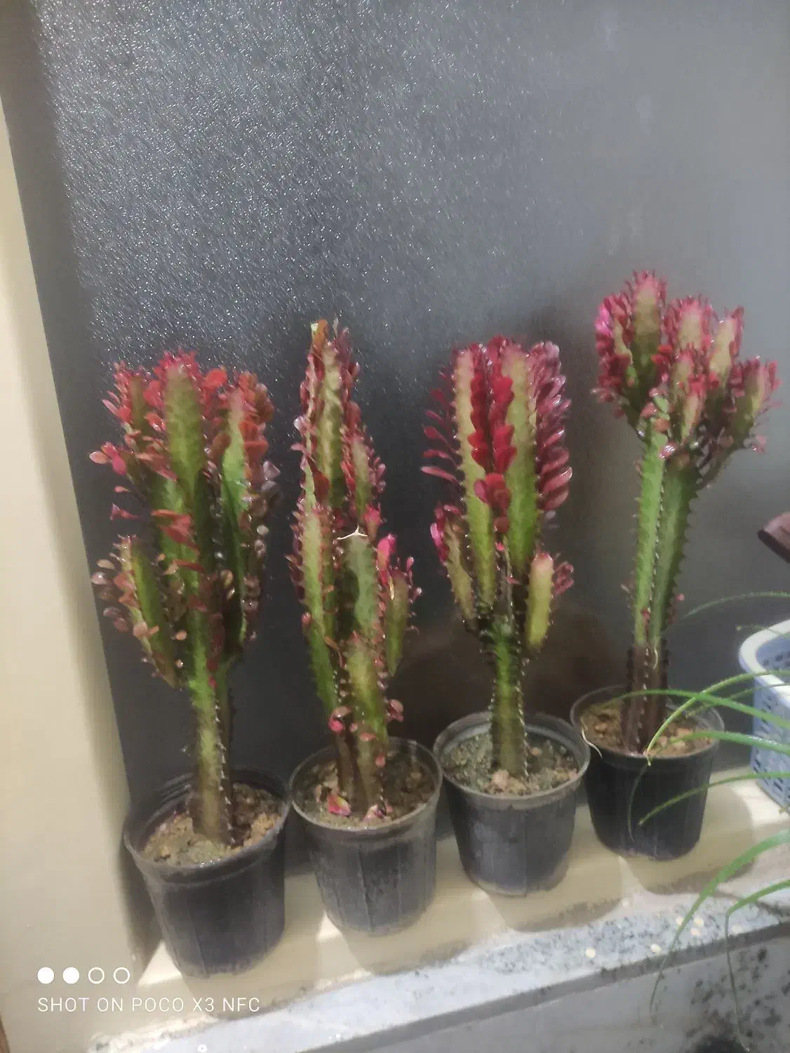 حراج گل|گل و گیاه طبیعی|اصفهان, پوریای ولی|دیوار