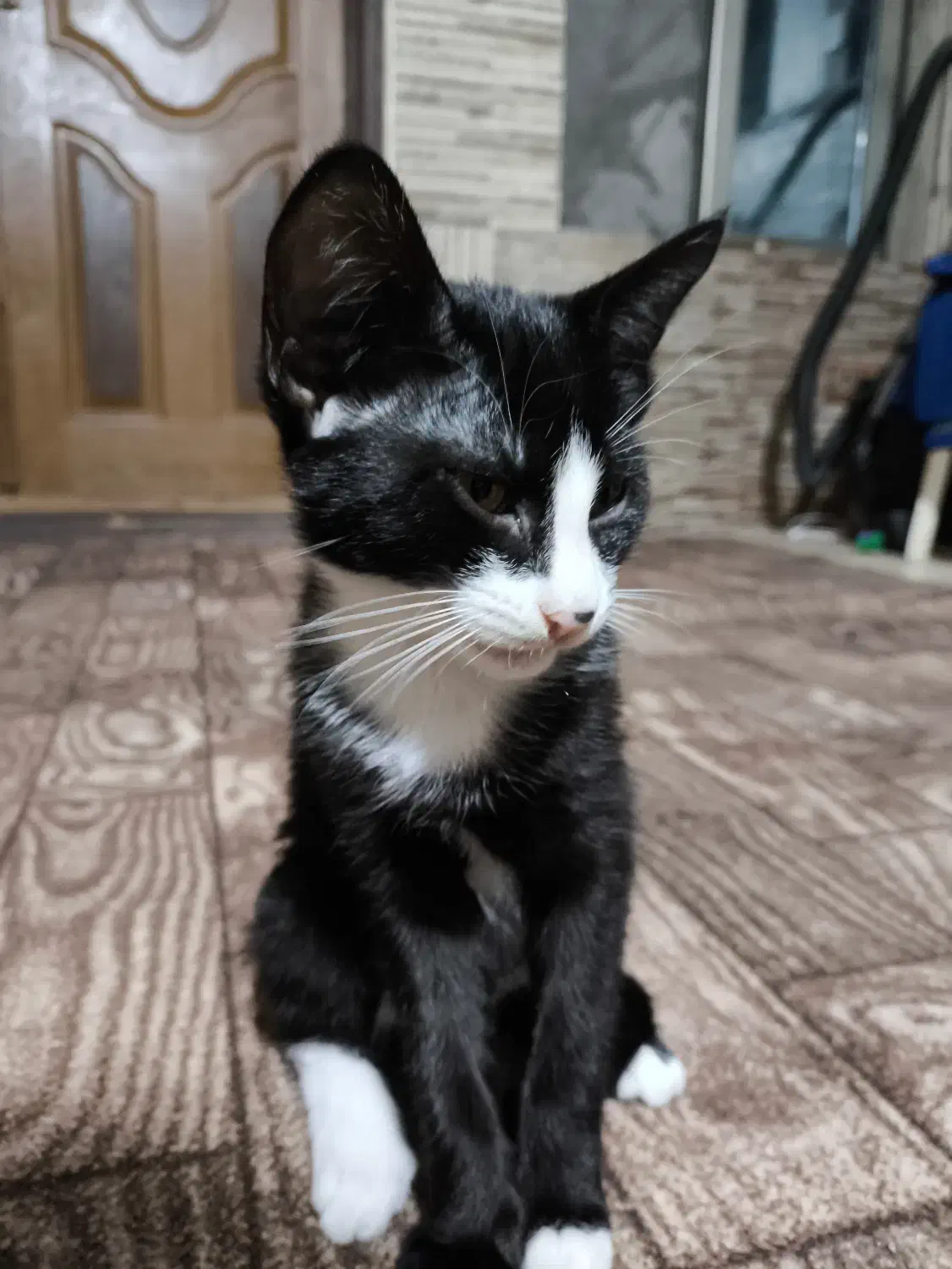 واگذاری گربه dsh|گربه|بابل, |دیوار