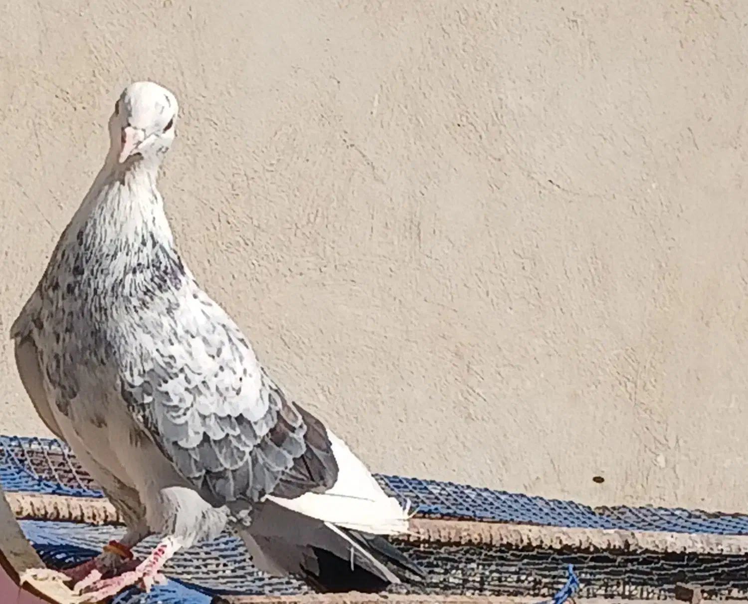 کبوتر پرشی|پرنده|گرمسار, |دیوار