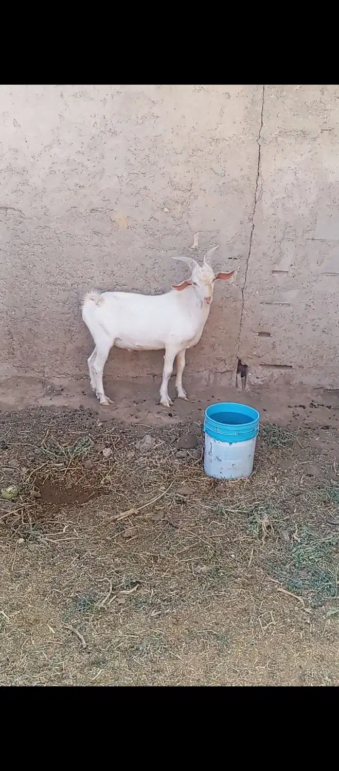 بزسانن|حیوانات مزرعه|ابرکوه, |دیوار