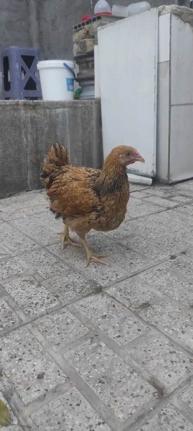 ویاندوت بوف|حیوانات مزرعه|مشهد, ویلاشهر|دیوار