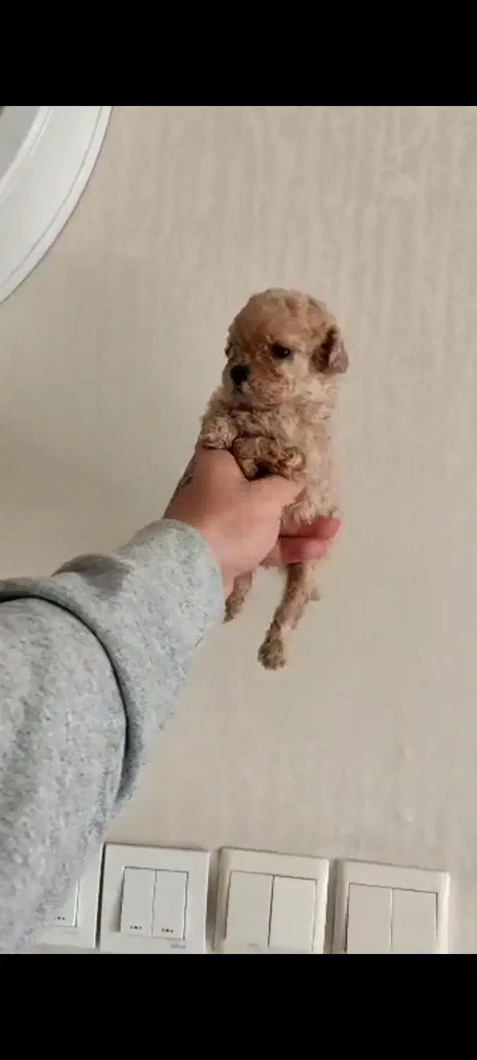 تاینی پودل ماده|سگ|ساری, |دیوار