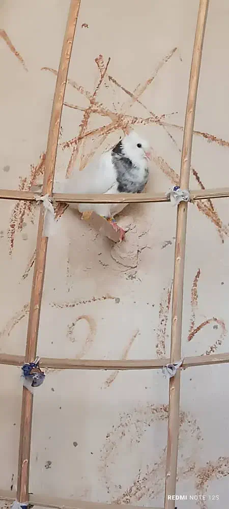 کبوتر طوقی|پرنده|بمپور, |دیوار