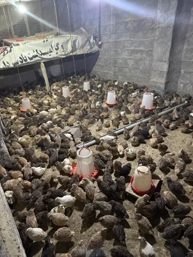 پرورش بلدرچین|حیوانات مزرعه|قائم‌شهر, |دیوار