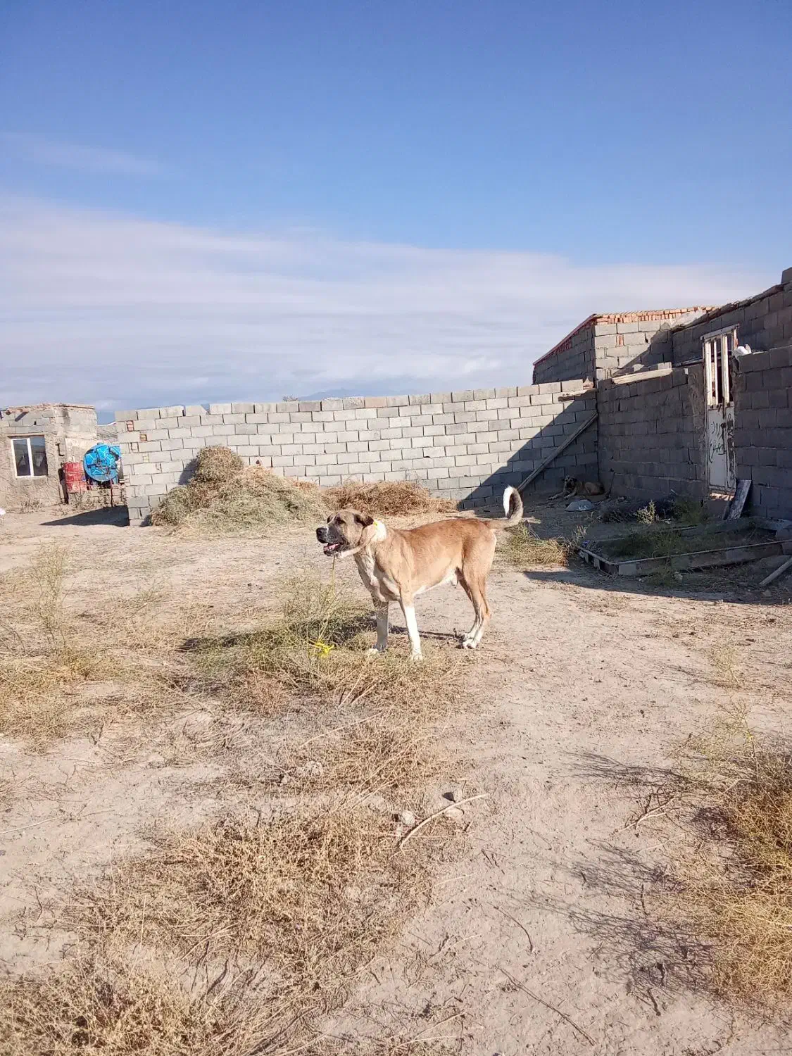 واگذاری عراقی سه|سگ|شبستر, |دیوار