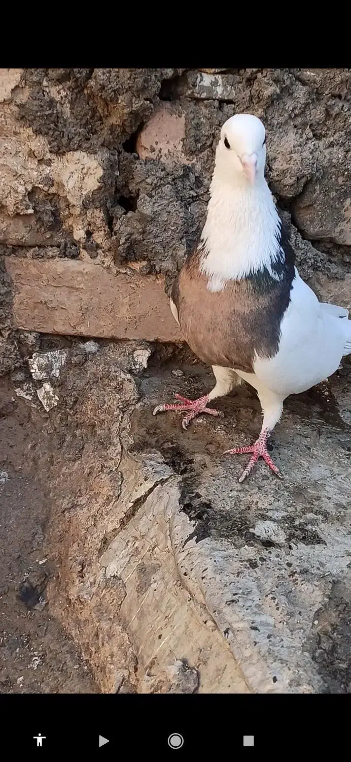 طوقی ماده|پرنده|بردسکن, |دیوار