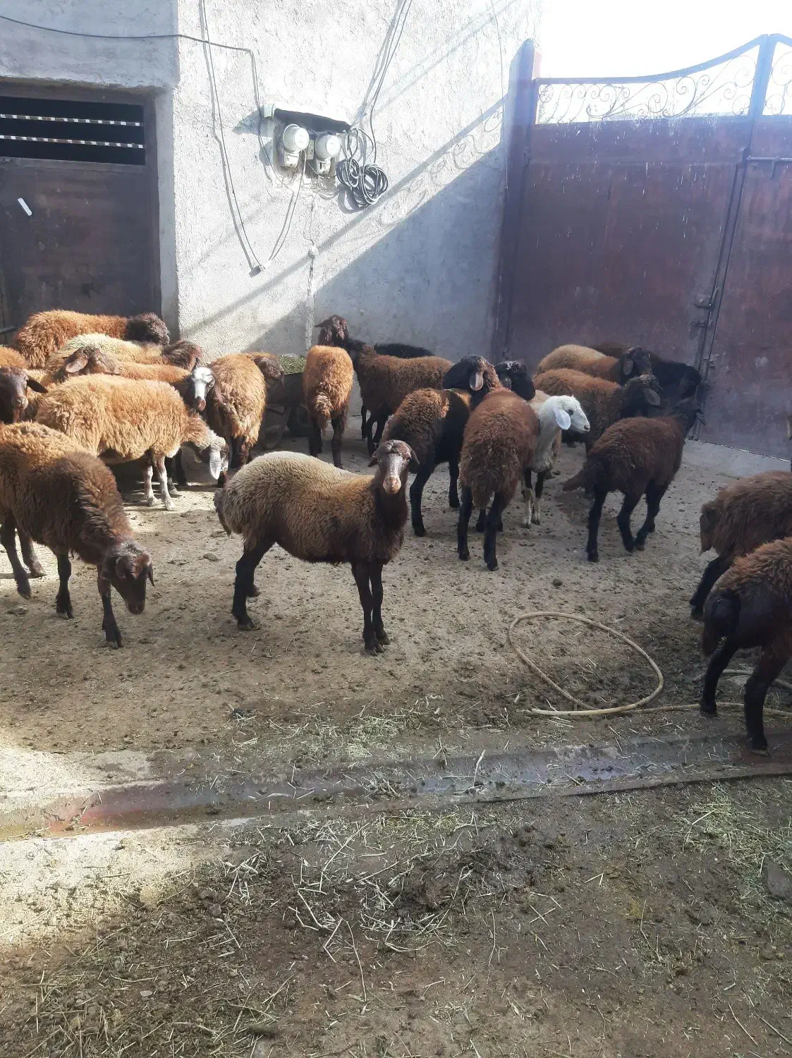 ۳۰عددبره داشتی نر و ماده|حیوانات مزرعه|مهربان, |دیوار