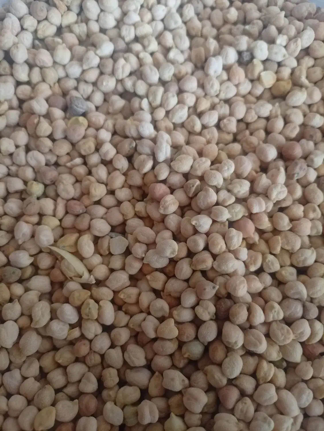 نخودریز|خوردنی و آشامیدنی|چگنی, |دیوار