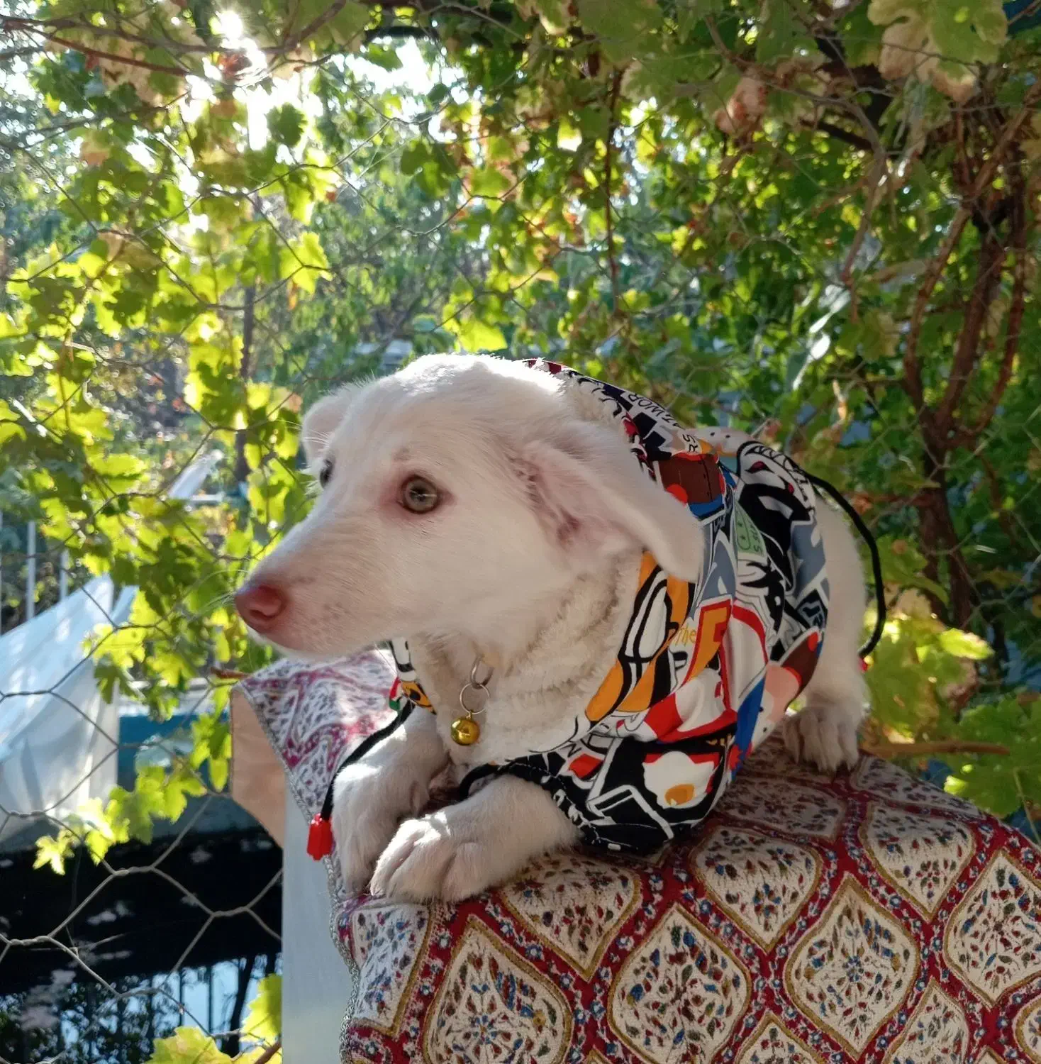 توله شیتزو اشپیتز 80 روزه|سگ|مشهد, امین آباد|دیوار