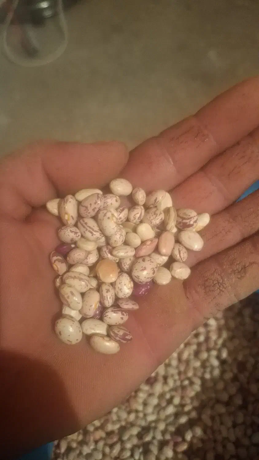 لوبیاچیتی بوجارشده برداشت امسال|عمده‌فروشی|اردل, |دیوار