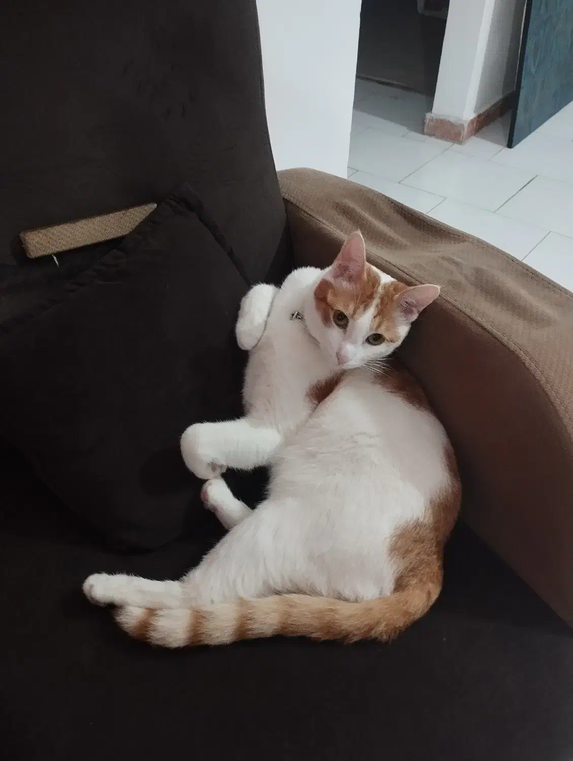 گربه گم شده|حیوانات|رشت, شهرک قدس|دیوار