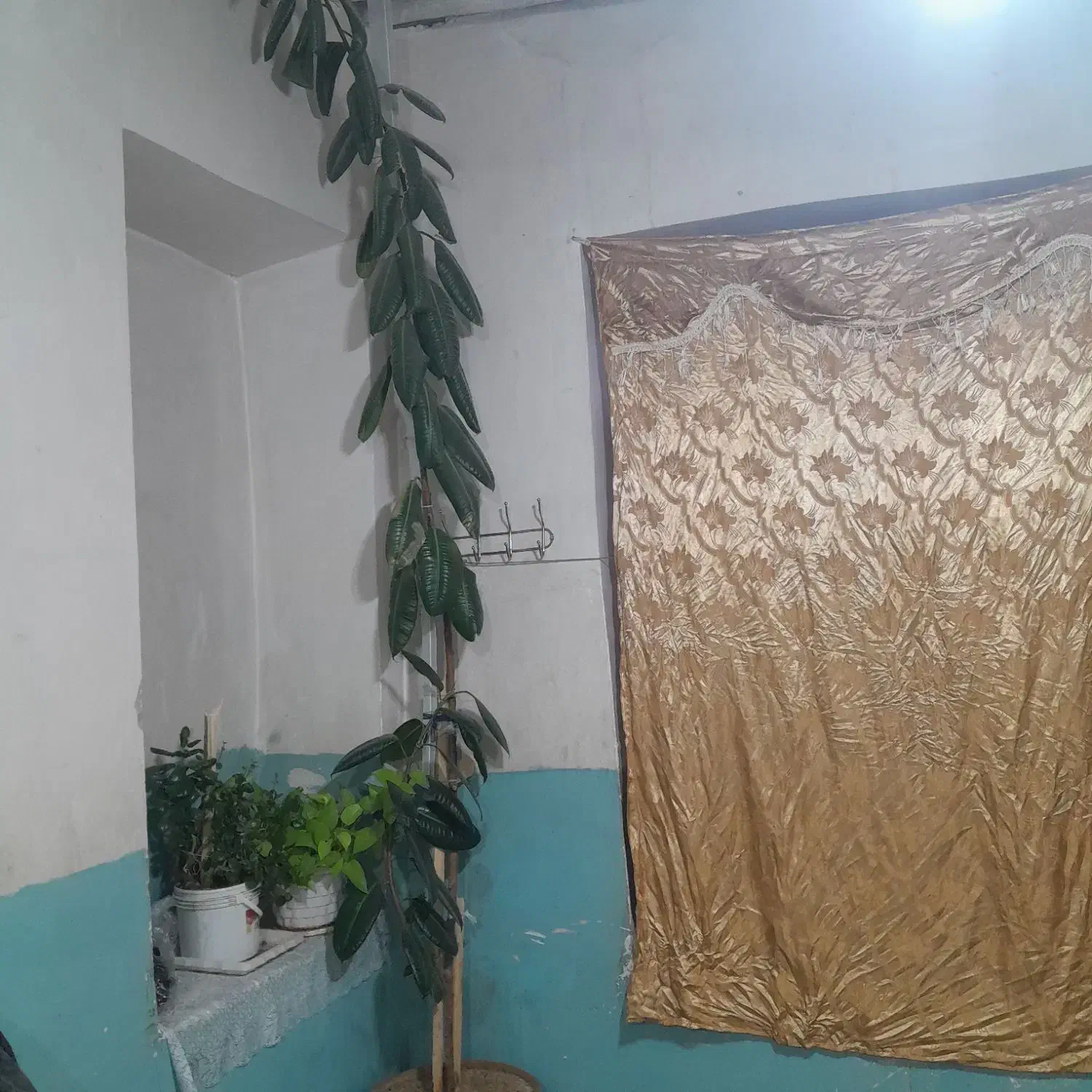 گل.|گل و گیاه طبیعی|فارسان, |دیوار