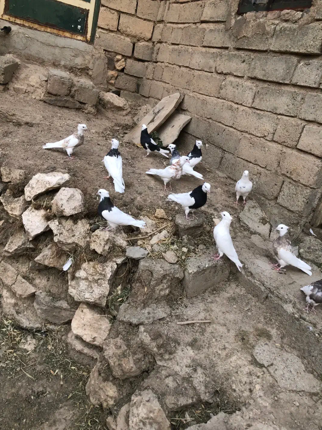 کبوتر طوقی|پرنده|سقز, |دیوار