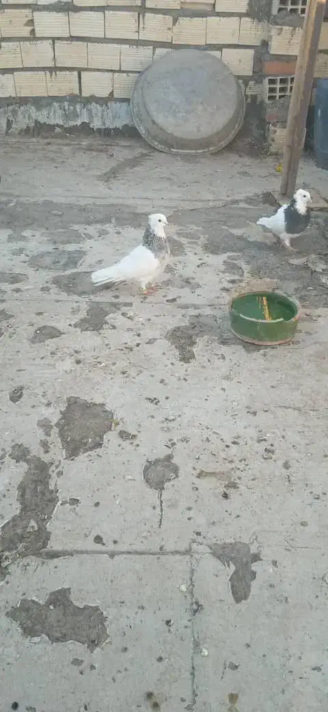 کفتر فروشی|پرنده|بم, |دیوار