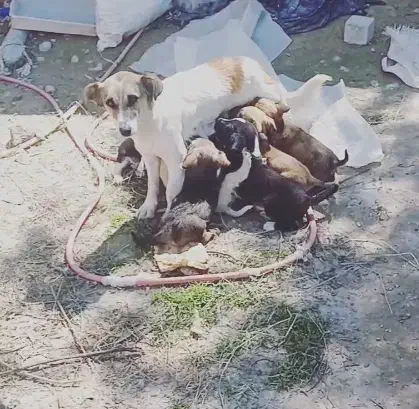 واگذاری سگ پاه کوتاه|سگ|مشهد, کارده|دیوار