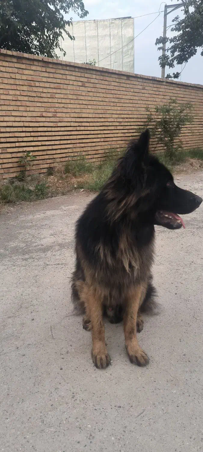 ژرمن شپرد|سگ|گمیشان, |دیوار