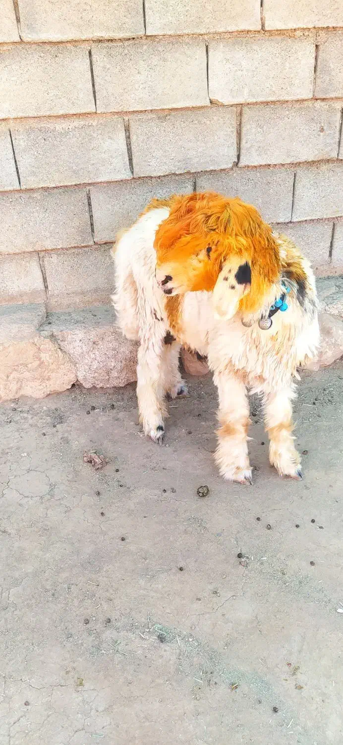 یک راس کوه قوچ داشتی به قیمت گوشت(بره.بز.میش)|حیوانات مزرعه|کوهرنگ, |دیوار