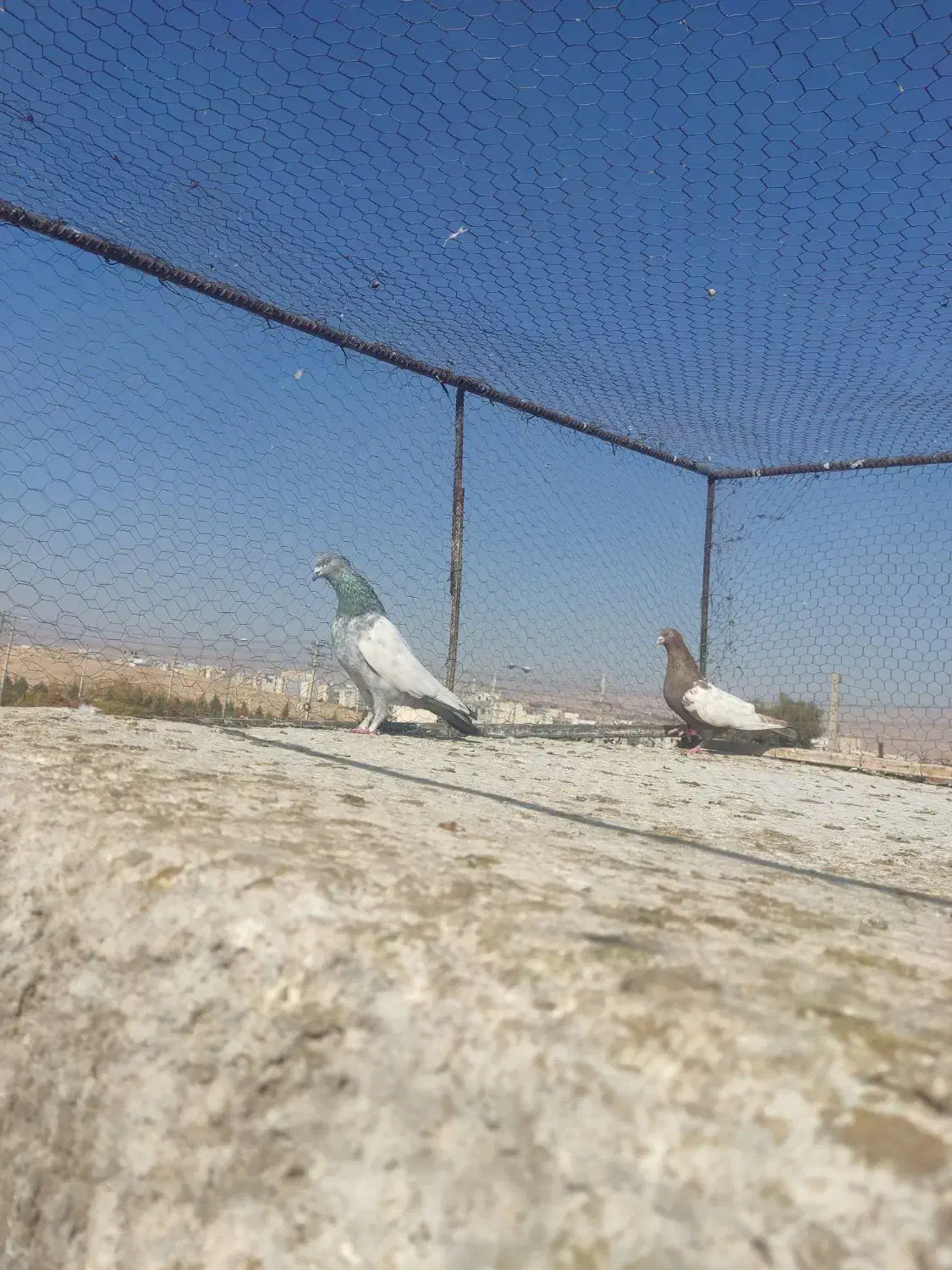 کفتر|پرنده|شیراز, شهرک گلستان|دیوار