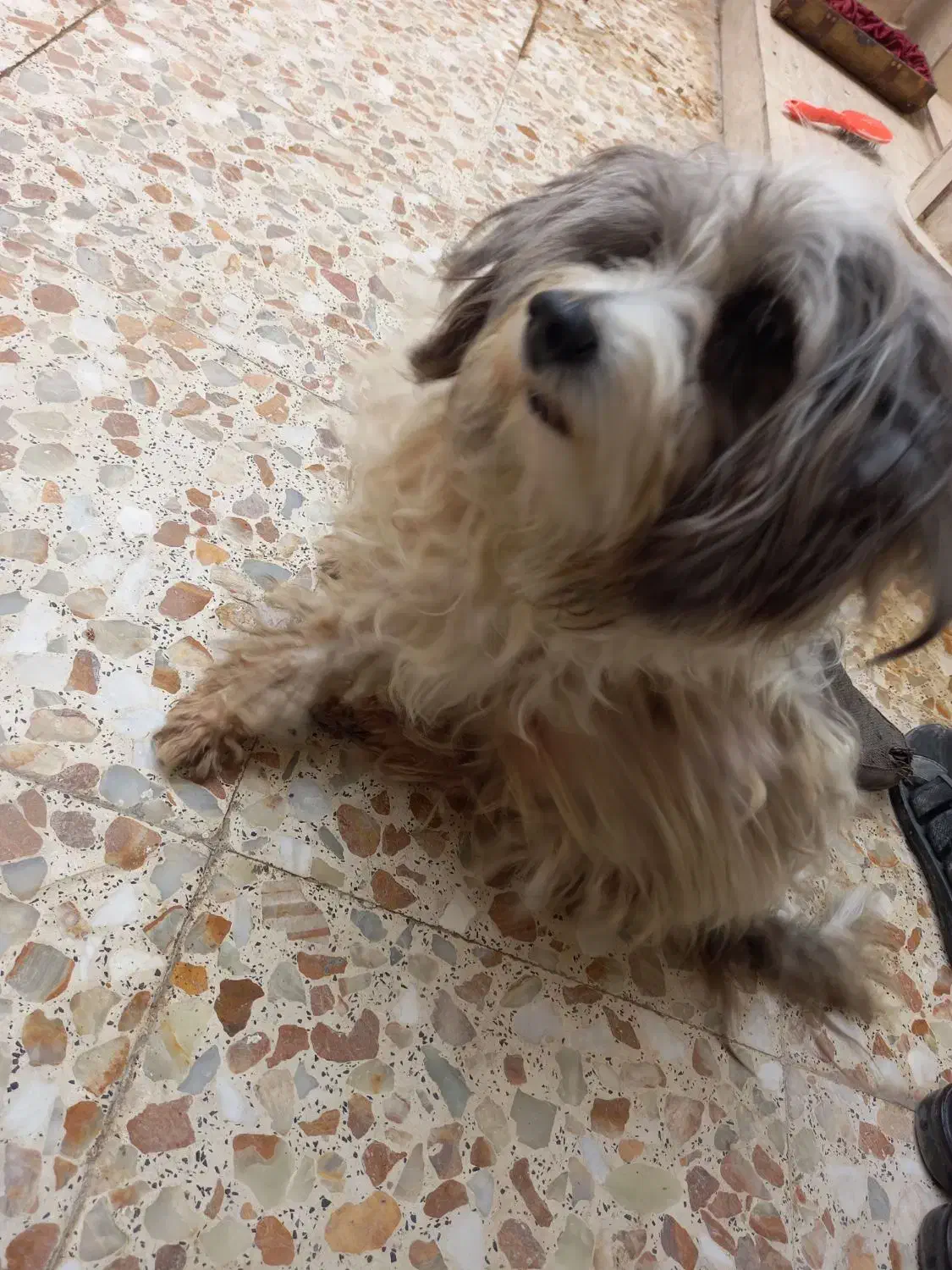 واگذاری سگ|سگ|آبادان, |دیوار