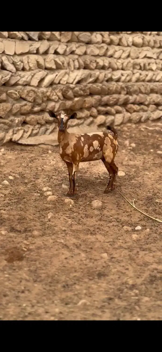 عربی بزغاله|حیوانات مزرعه|بروجرد, |دیوار