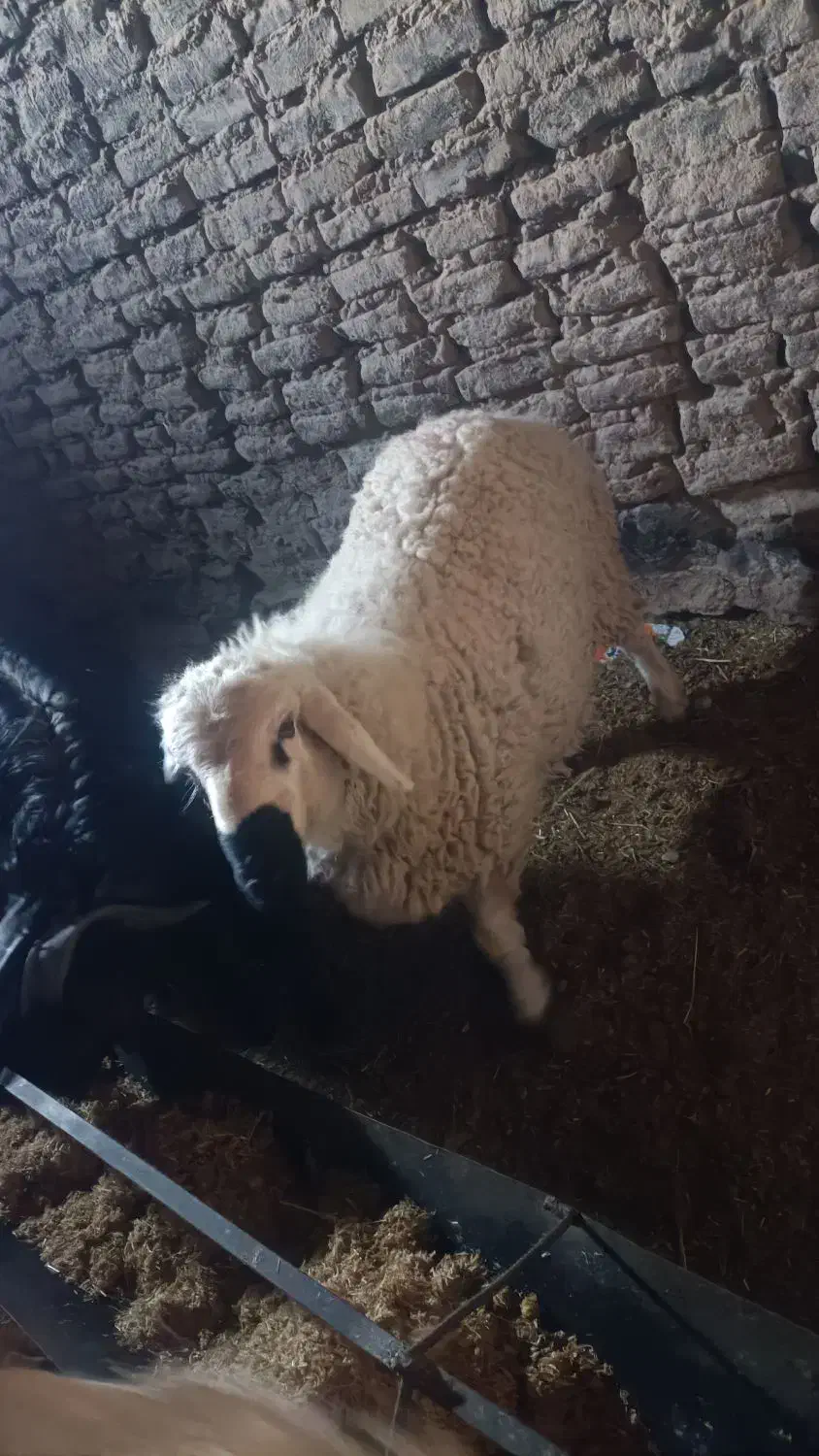 بره نر|حیوانات مزرعه|خوسف, |دیوار