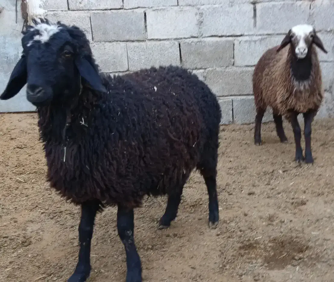 بره ماده سبک|حیوانات مزرعه|جوادآباد, |دیوار