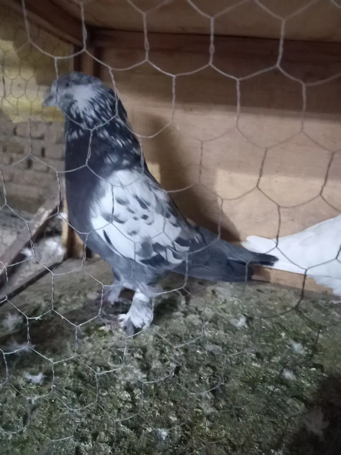 کفتر تهرانی|پرنده|ری, شهادت|دیوار