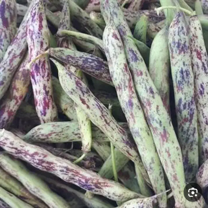 پوست کردن باقلا|خوردنی و آشامیدنی|رشت, دباغیان|دیوار