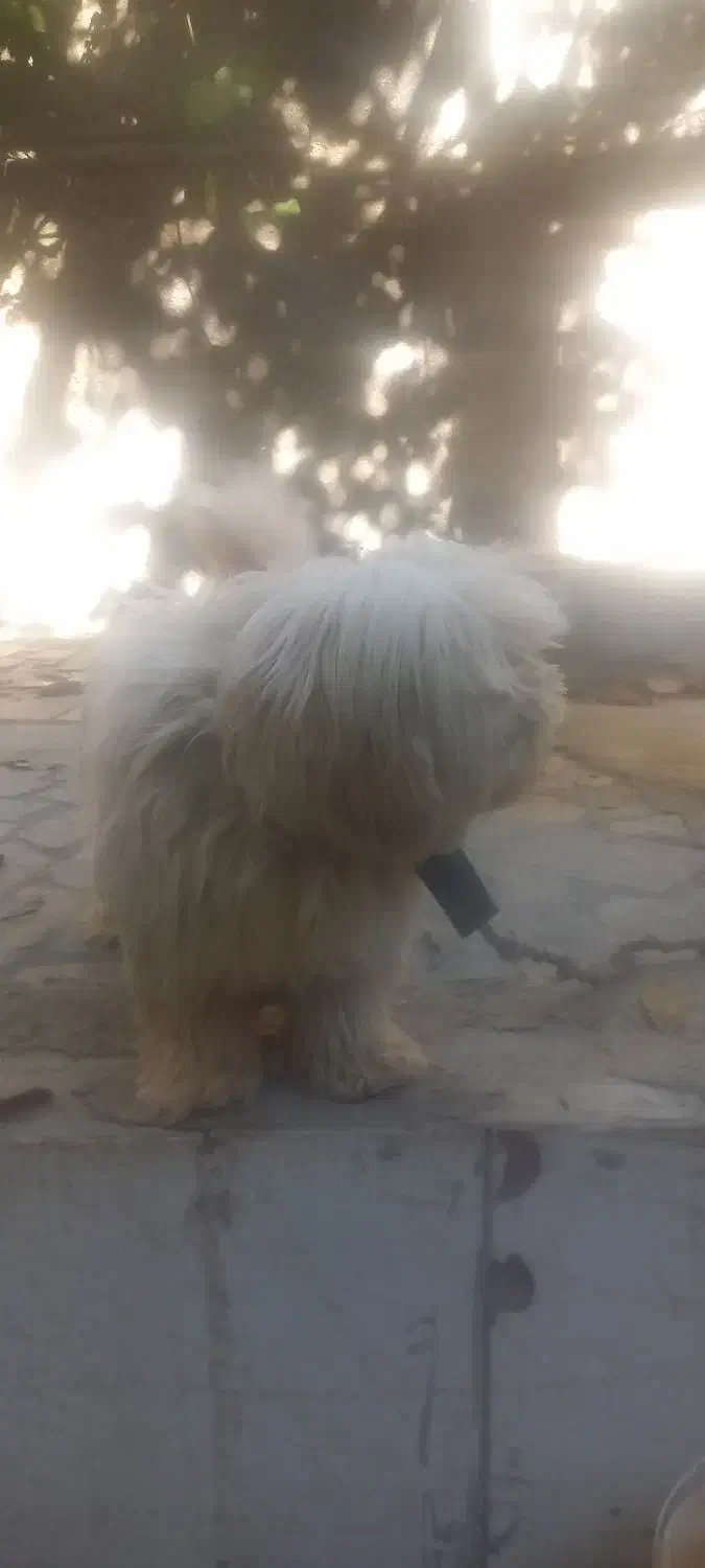 فروش سگ|سگ|فارسان, |دیوار