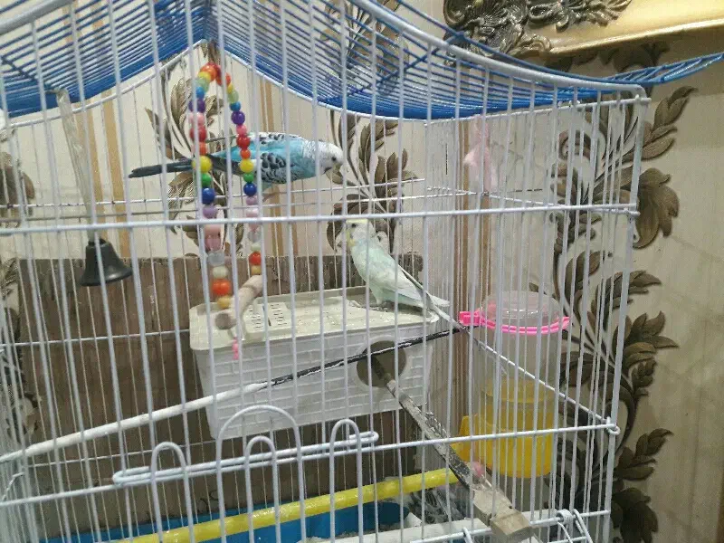 سه عدد مرغ عشق سالم|پرنده|تهران, بیسیم|دیوار