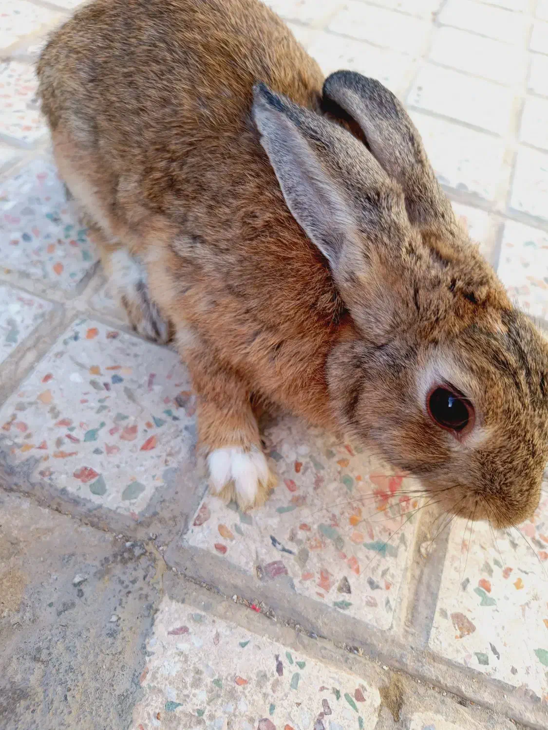 خرگوش|موش و خرگوش|بندرعباس, |دیوار