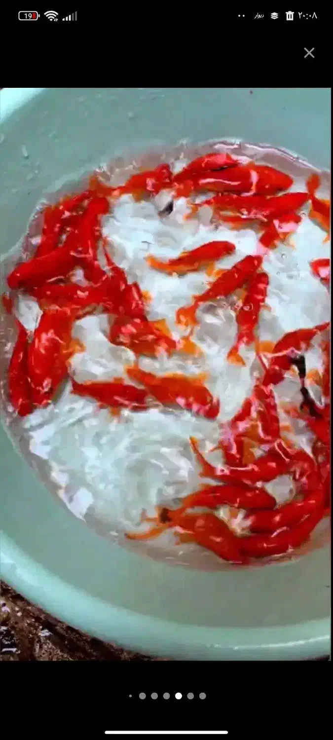 ماهی|ماهی|ارسنجان, |دیوار