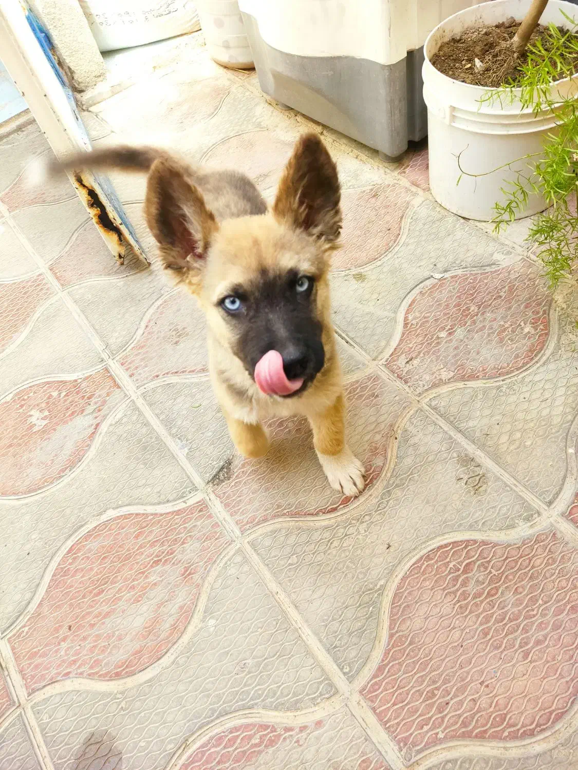 سگ گم شده|حیوانات|ارومیه, |دیوار