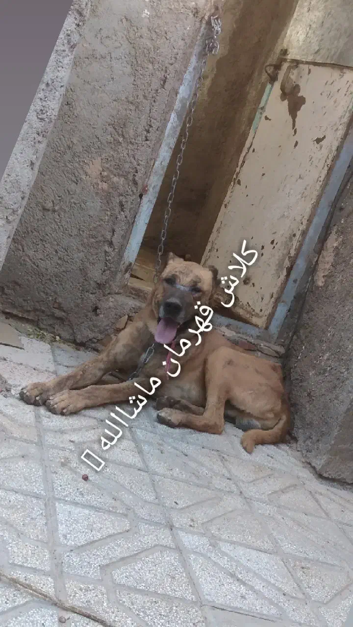 باسلام یک عدد سگ فروشی هست کسی خاست قمت مناسب|سگ|سده (خراسان جنوبی), |دیوار