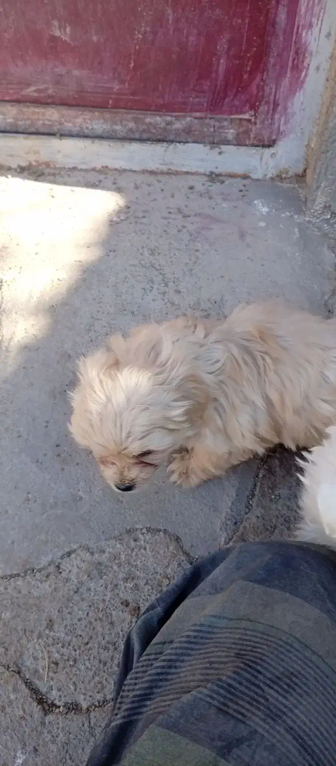 سه قلاده سگ|سگ|بم, |دیوار