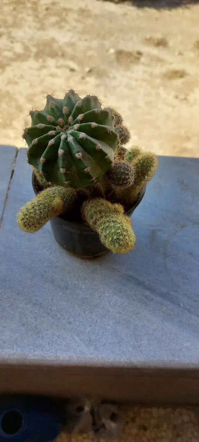 گل کاکتوس|گل و گیاه طبیعی|فولادشهر, B6|دیوار