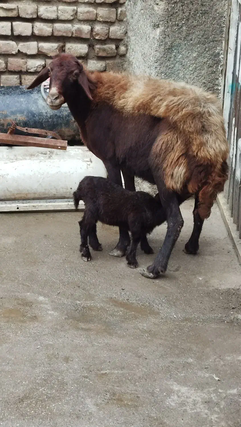 گوسفند بره دار وبزو بزغاله|حیوانات مزرعه|گرگان, |دیوار