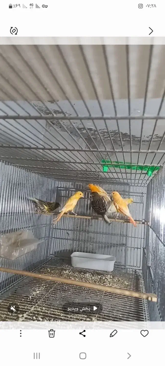 قناری‌.طوطی .مرغ عشق.فنچ|پرنده|قوچان, |دیوار