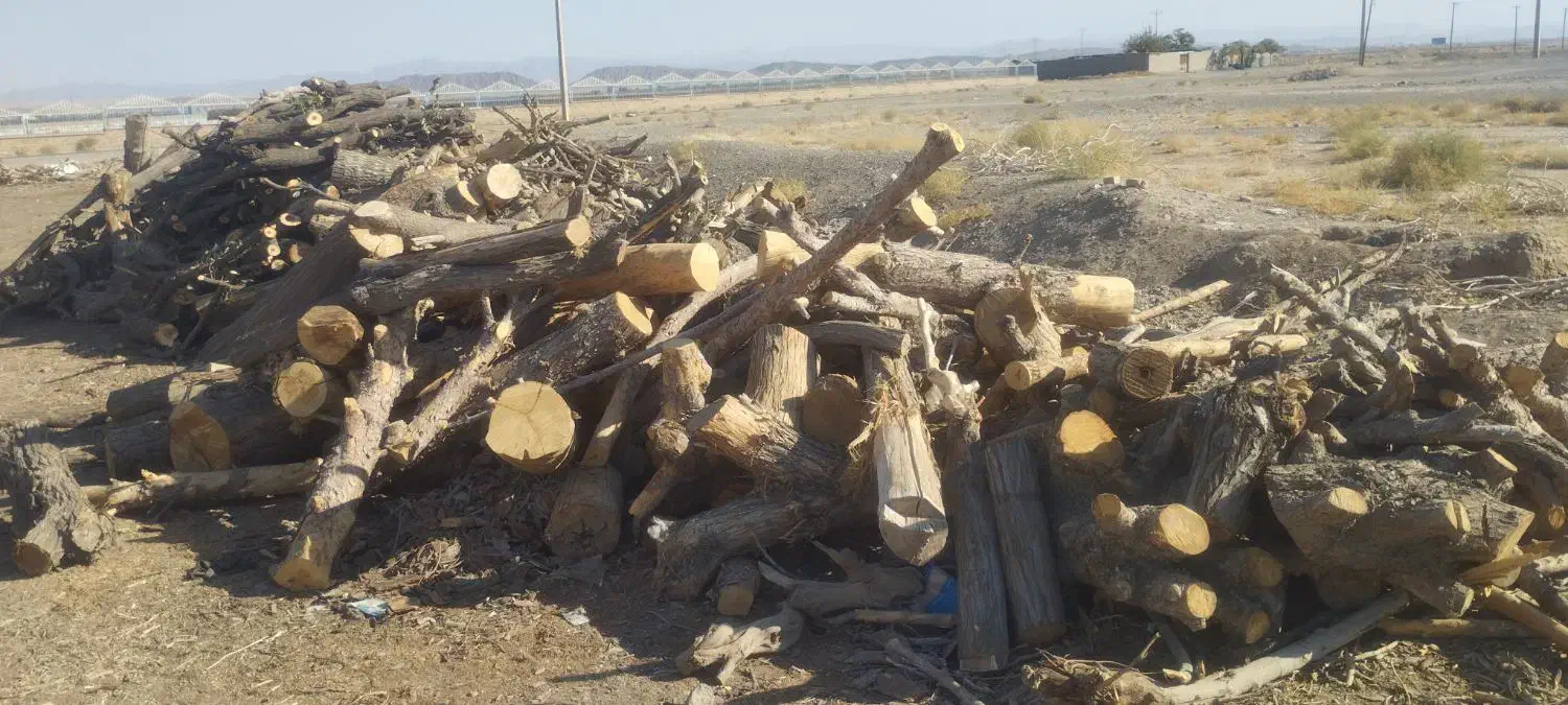 خرید چوب شما و برش و هرس درختان شما|خدمات باغبانی و درختکاری|گناباد, |دیوار