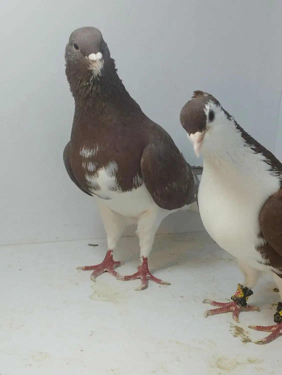 کفتر زینتی|پرنده|پاکدشت, پاکدشت (مامازند)|دیوار