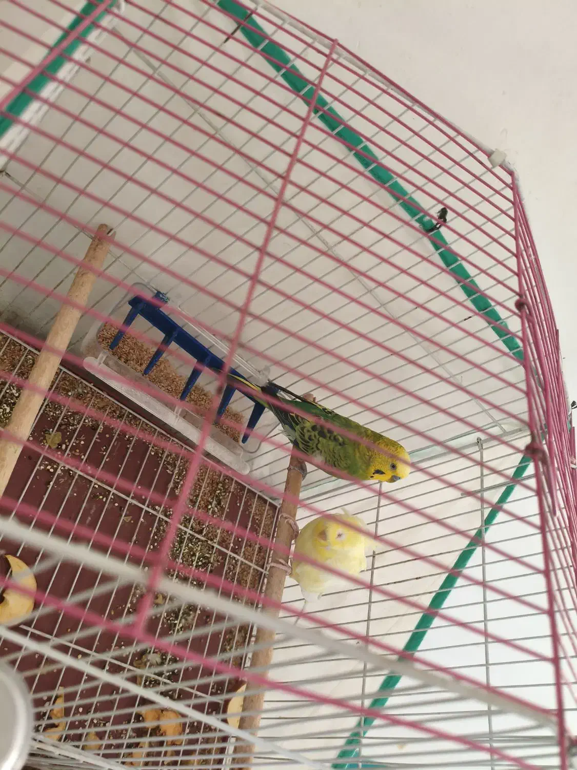 یک جفت مرغ عشق|پرنده|ایلام, |دیوار