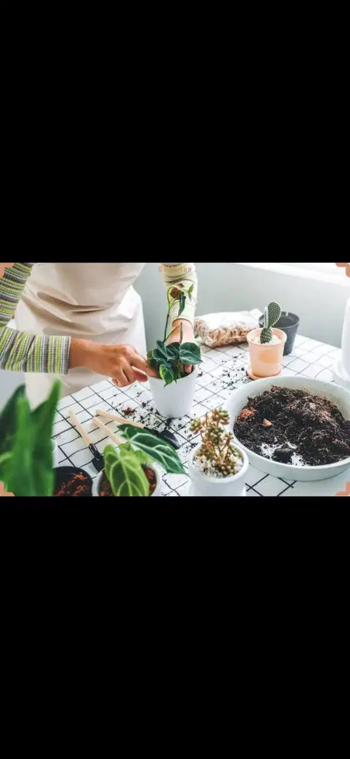 تعویض گلدان و خاک گل و گیاه و نهال و درخت|خدمات باغبانی و درختکاری|فلاورجان, |دیوار