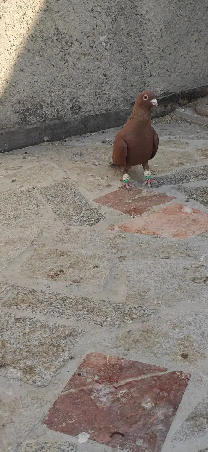 سرخ کرمانی نر|پرنده|مشهد, امیرآباد|دیوار