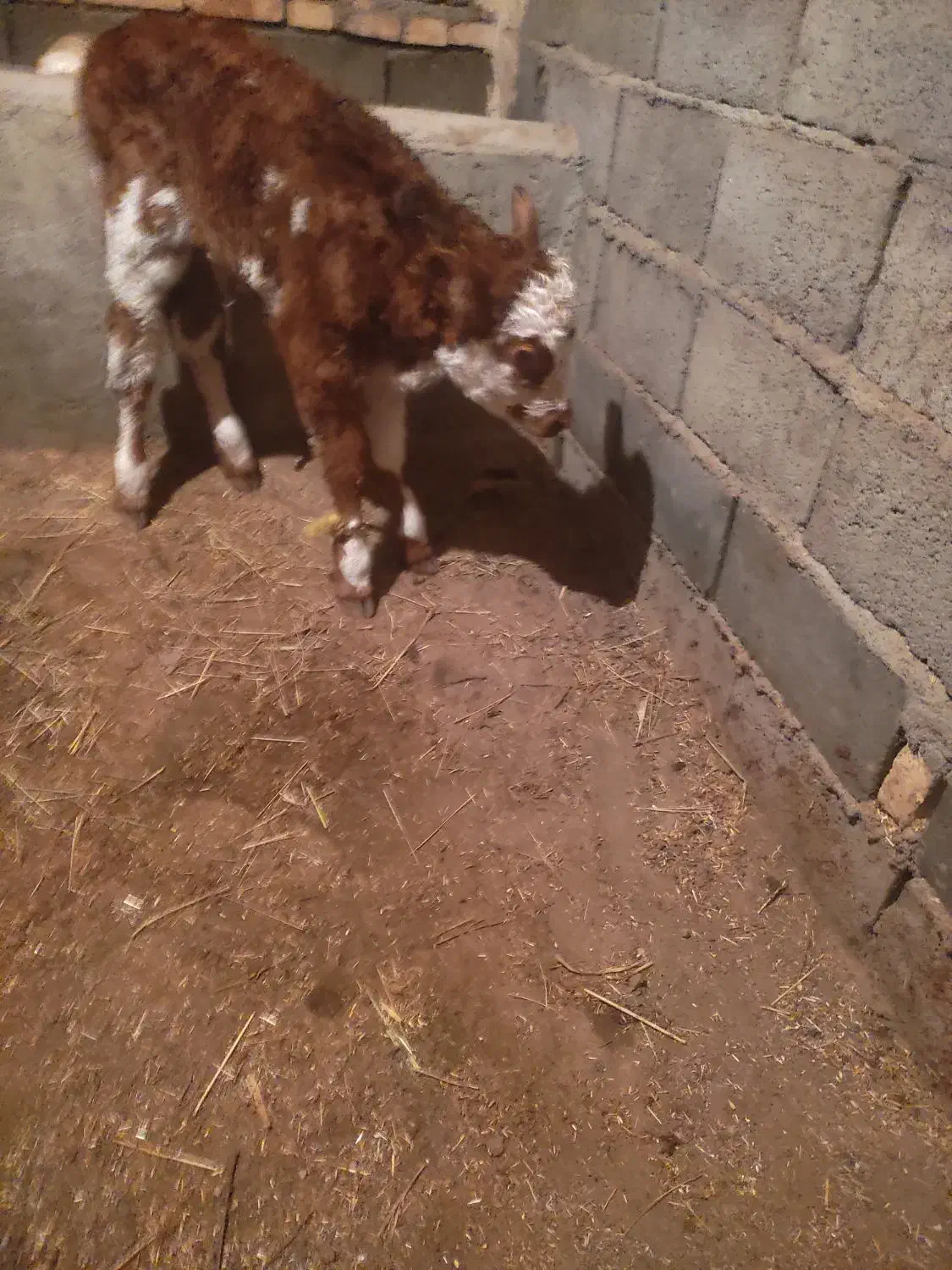 دو عدد گاو|حیوانات مزرعه|هریس, |دیوار