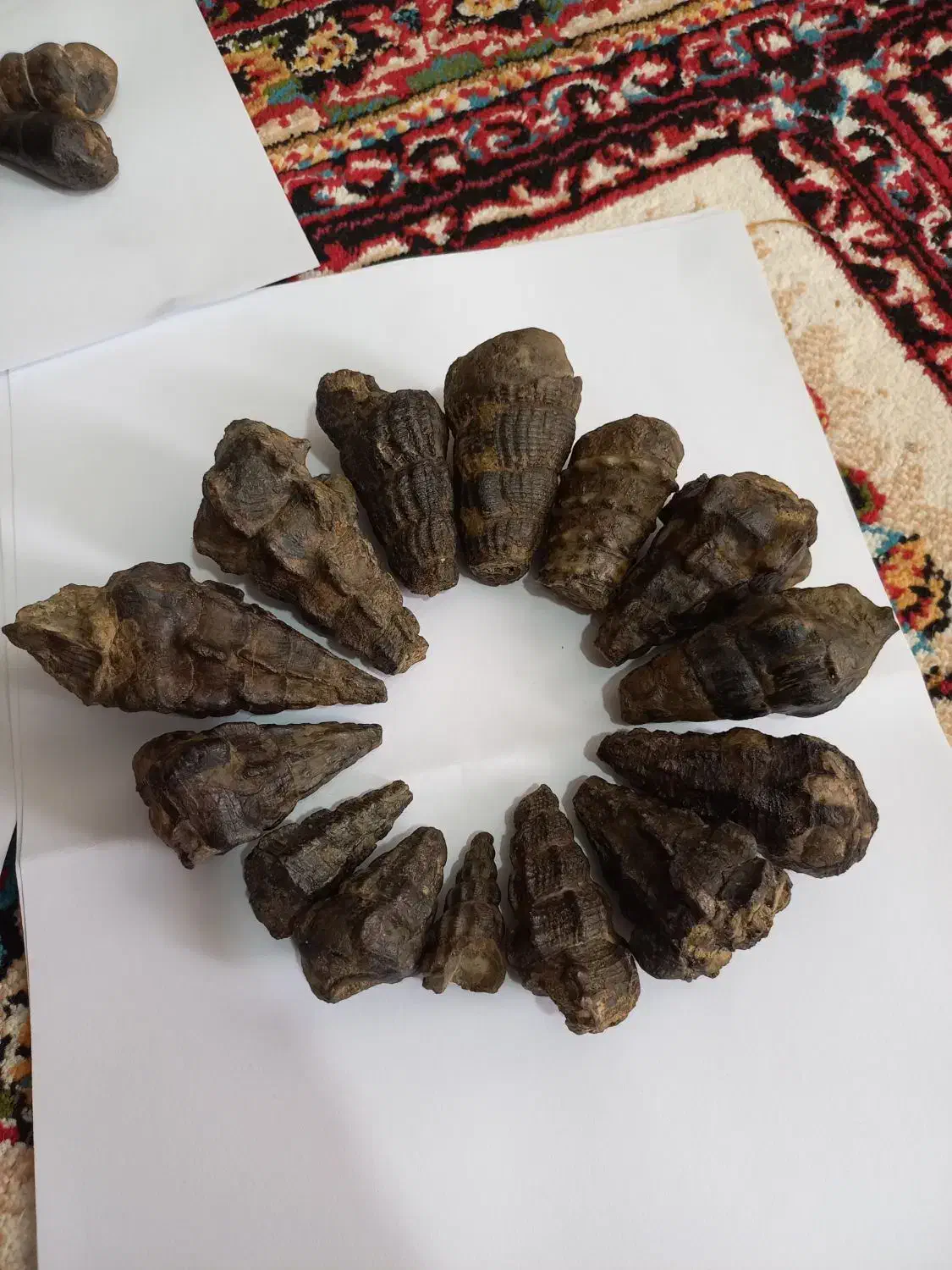 فروش ۱۴ عدد عرج (فسیل) زیبا|کلکسیون اشیاء عتیقه|خرم‌آباد, |دیوار