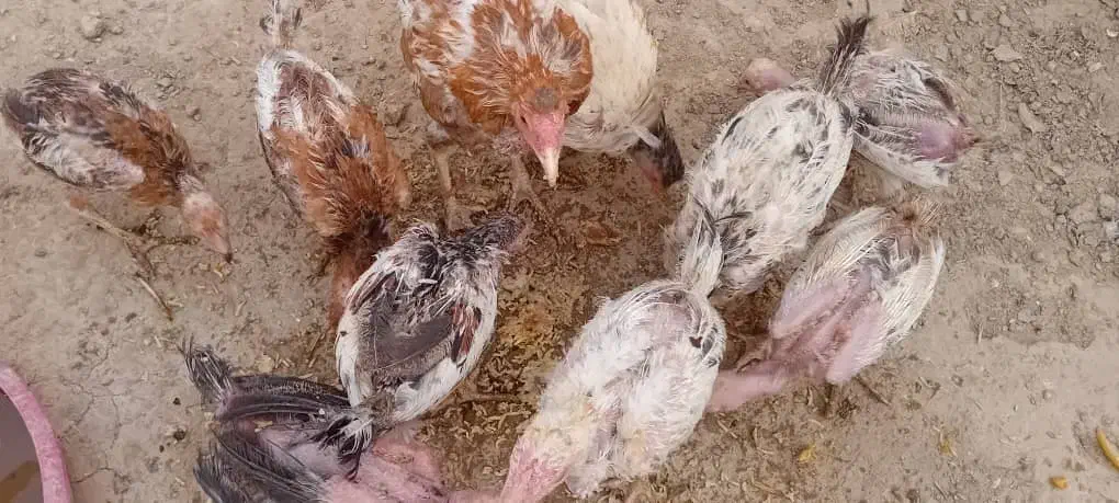 مرغ و خروس و جوجه لاری اصل|حیوانات مزرعه|هیرمند, |دیوار